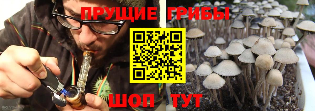 Псилоцибиновые грибы Psilocybine cubensis Урай
